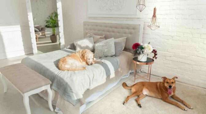 Two dogs relaxing in a modern, cosy bedroom with white walls, a tufted bed, and soft lighting.